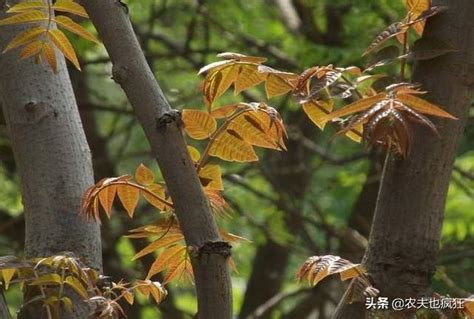 香椿樹喜歡陽光嗎